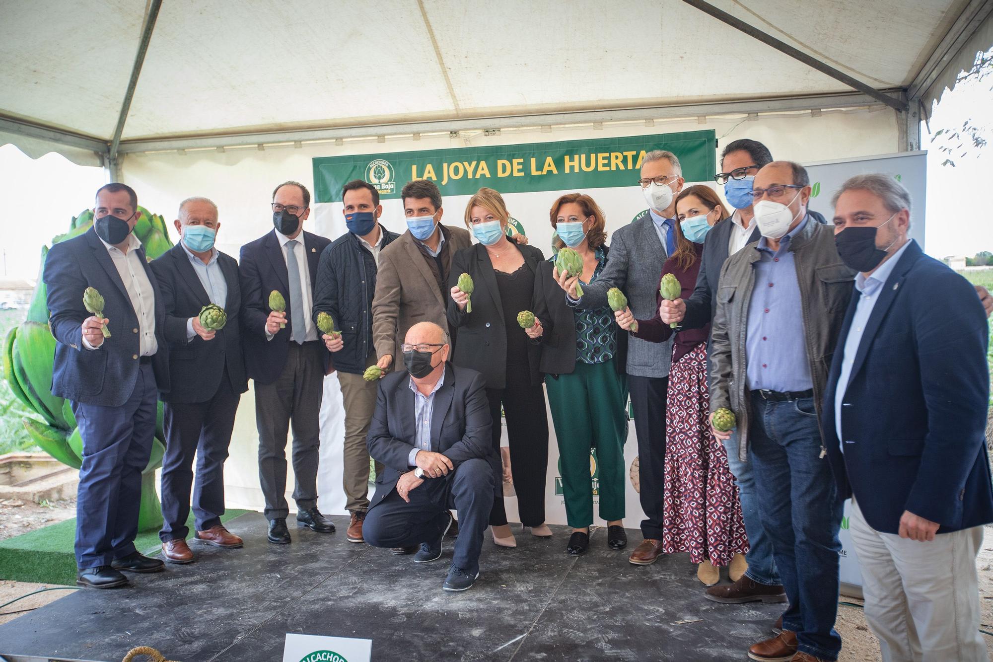 Primer corte simbólico de alcachofa en Callosa de Segura