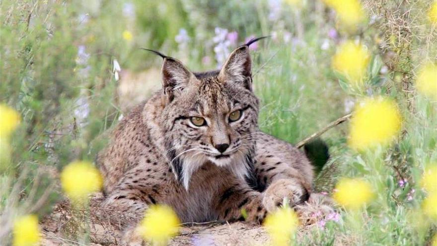 Muere ‘Boliche’, el lince más viejo de la población de Doñana