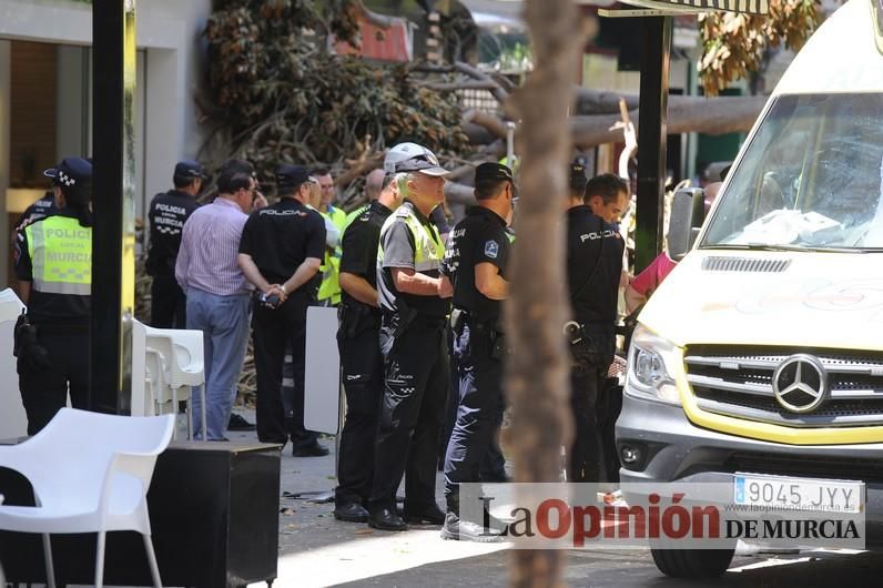 Cae parte del ficus de Santo Domingo en Murcia