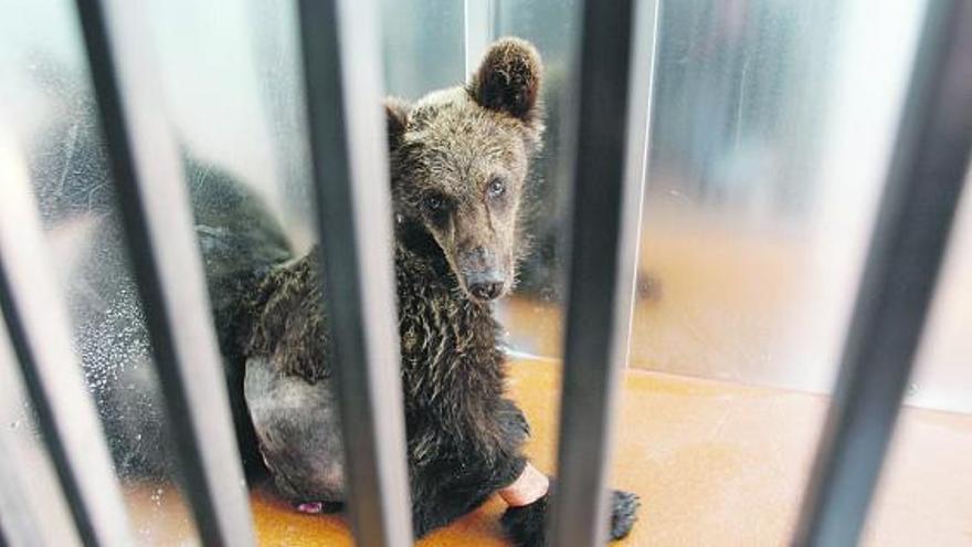 La osezna «Lara», en el centro de recuperación de animales del parque de Redes.