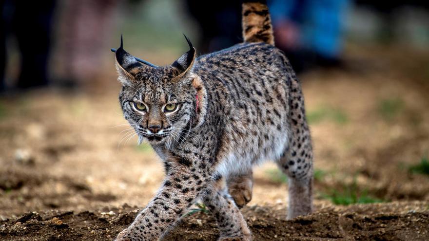 El lince continúa su expansión en España: Castilla-La Mancha ya tiene 582 ejemplares