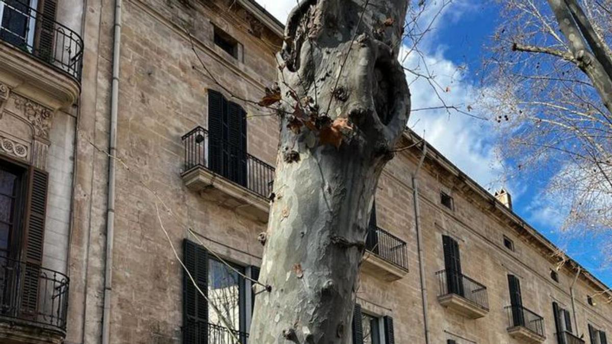 Cort talará cuatro árboles en La Rambla