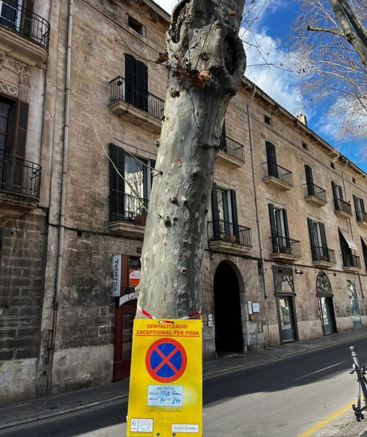 Cort talará cuatro árboles en La Rambla