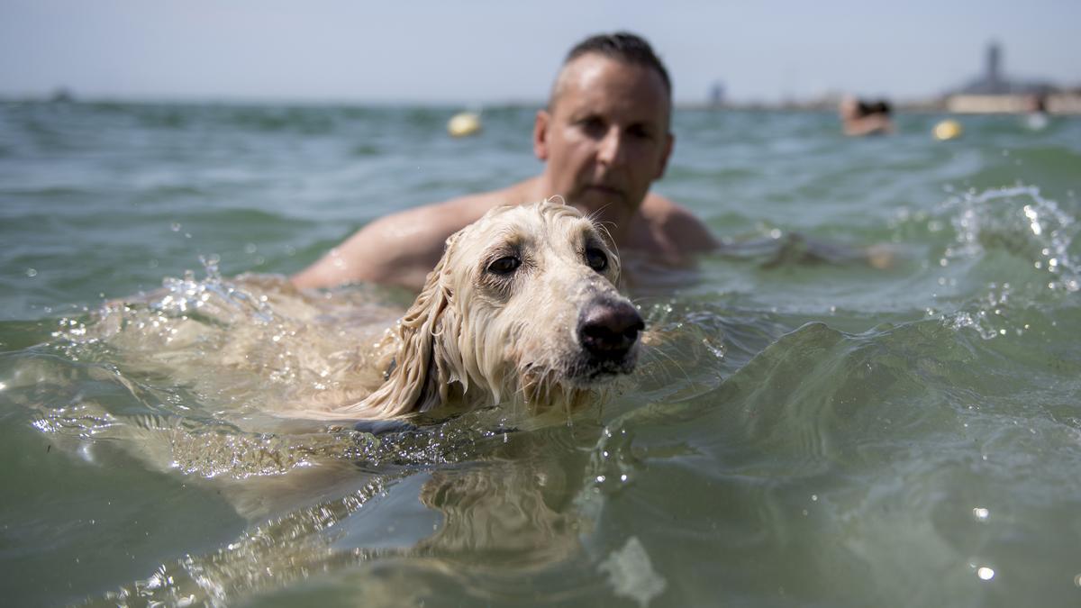 Un perro se baña en la playa de Llevant, en Barcelona.