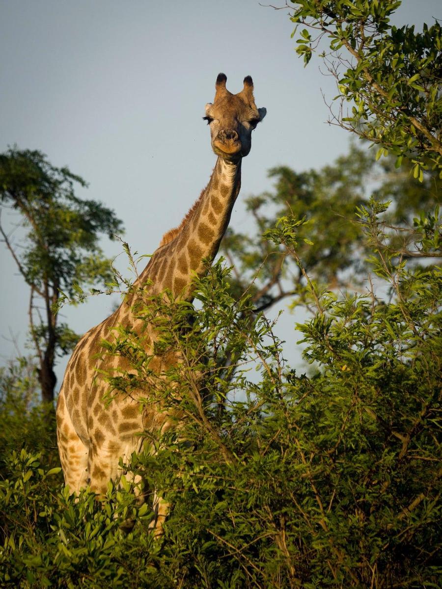 Detalle de una jirafa en el Parque Kruger