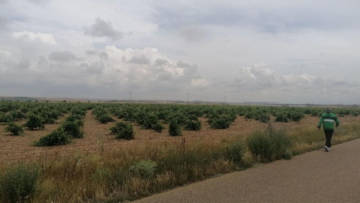 Un vecino pasea junto a una parcela cultivada de viñedo amparado por la Denominación de Origen. | M. J. C.