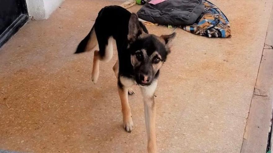 La Policía Local halla un perro desnutrido en el balcón de una vivienda