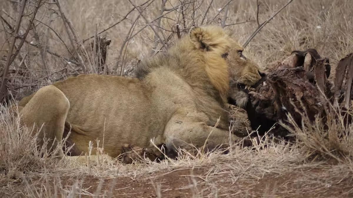 Los leones pueden vivir en muchas condiciones ambientales, pero las presas de las que dependen pueden ser más vulnerables al aumento de las temperaturas.