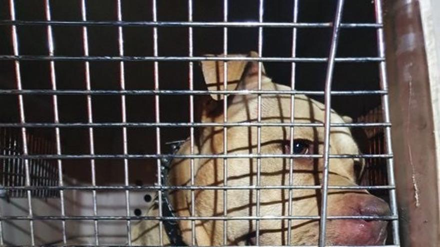 CANARIAS.-La Policía Local rescata a dos perros sin microchip en el barranco de Guiniguada de Las Palmas de Gran Canaria