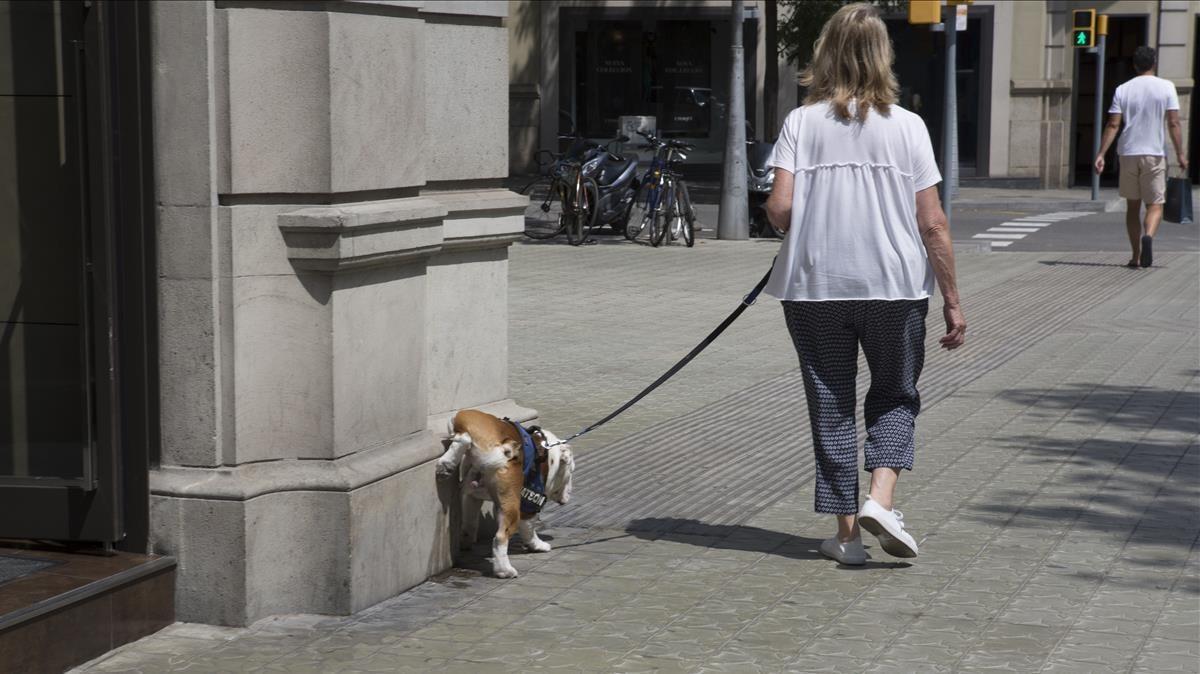 Un perro orina en la Diagonal.