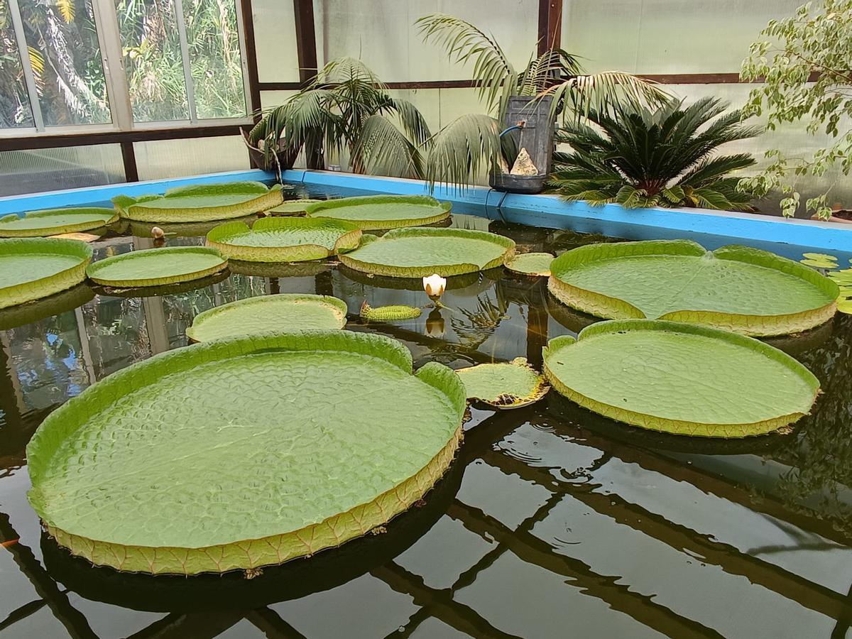 La flor del nenúfar gigante de la Fundación Sales de Vigo, esta mañana.