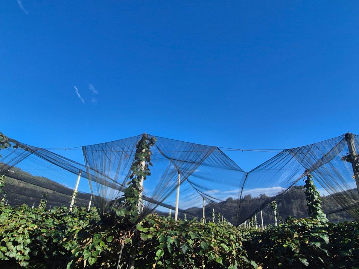 La plantación de La Rodriga.