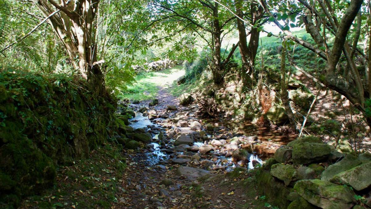 un paseo bajo la sombra de los árboles en el Canal de las Tejeras de Cantabria