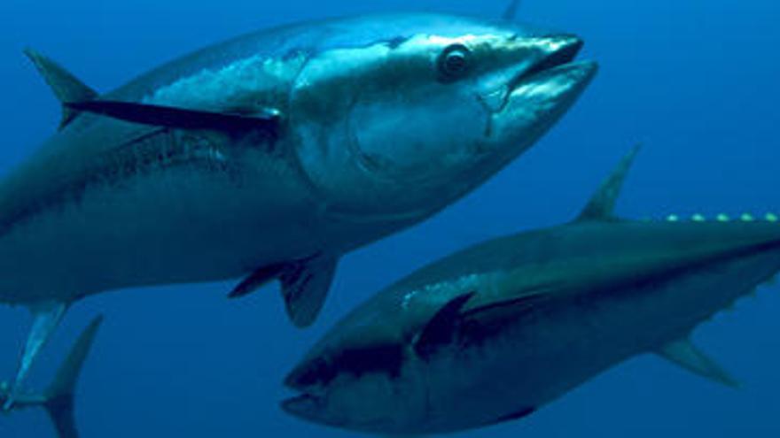 La ingesta de atún, a debate