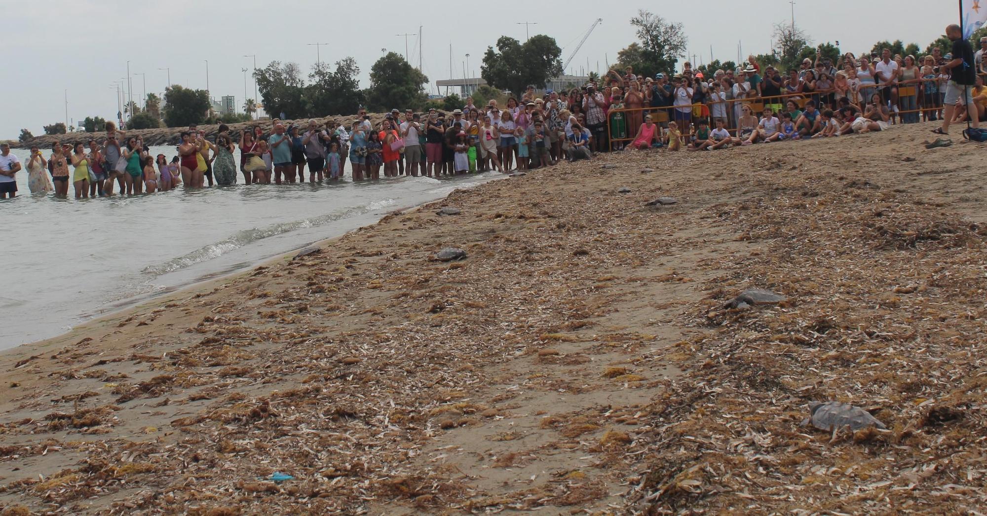 Nacieron en Dénia y han descubierto el mar en Dénia: 12 tortugas nadan libres en el Mediterráneo