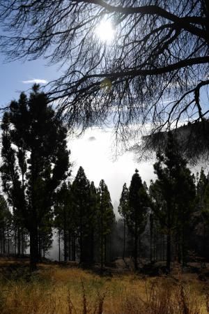 15-10-19 SUPLEMENTOS. ZONA CUMBRERA. ZONA CUMBRERA. Reportaje zonas quemadas tras dos meses. Reportaje triple entrega sobre el paisaje quemado, al cumplirse dos meses. La primera parte será Los tesosos de la Cumbre, en plan más positivo, con los brotes verdes, lugares que visitar. Un segundo con los héroes sin capa, sus protagonistas y una tercera con Lo que el fuego se llevó o Lo perdido, la parte más triste.  Fotos: Juan Castro.  | 15/10/2019 | Fotógrafo: Juan Carlos Castro