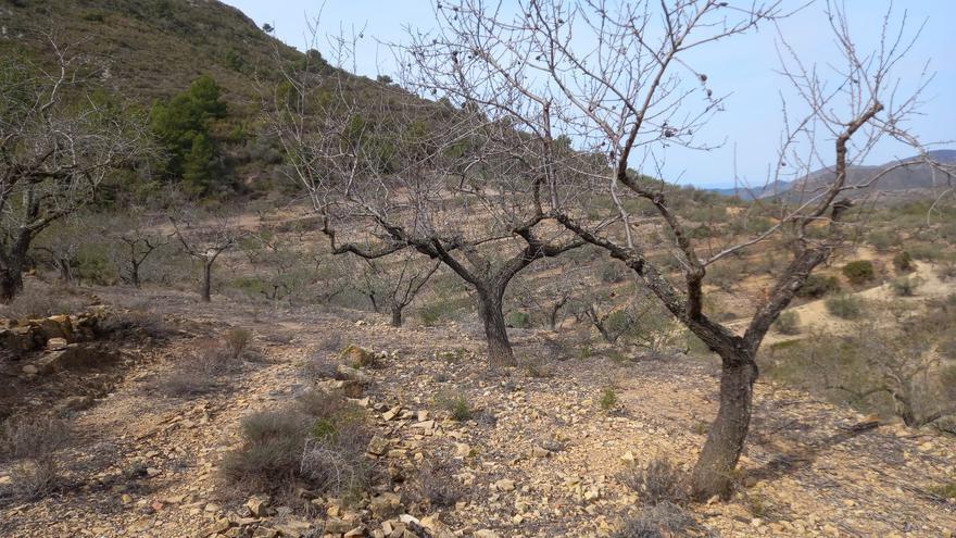 La sequía se ceba con los cultivos del interior de Castellón y causa daños millonarios