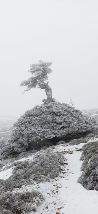 La Sierra de las Nieves se tiñe de blanco