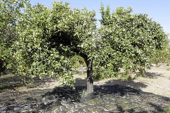 Auf der biologischen Zitrus-Plantage Ecovinyassa in Sóller ziehen die weißen Blüten nicht nur Bienen an.