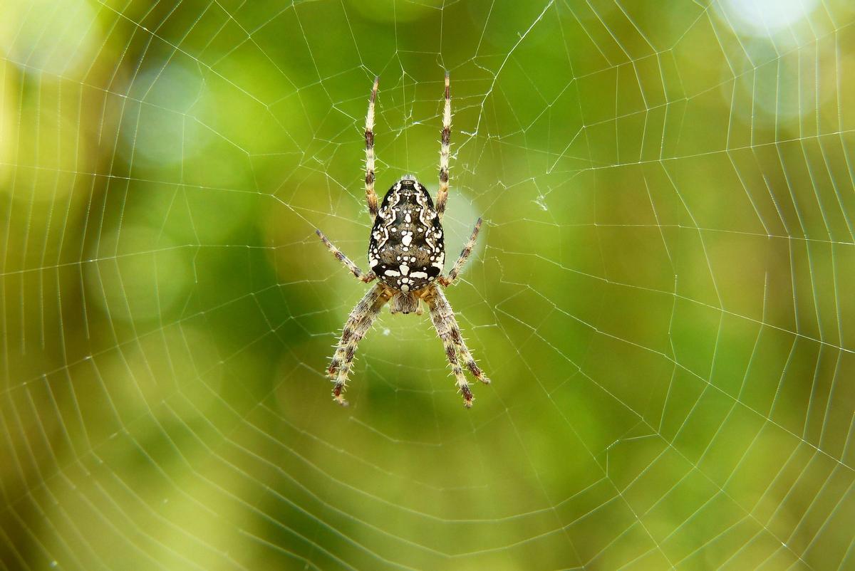Hay entre 500.000 y 1,5 millones de especies aún no descubiertas, principalmente insectos, arácnidos y microorganismos.