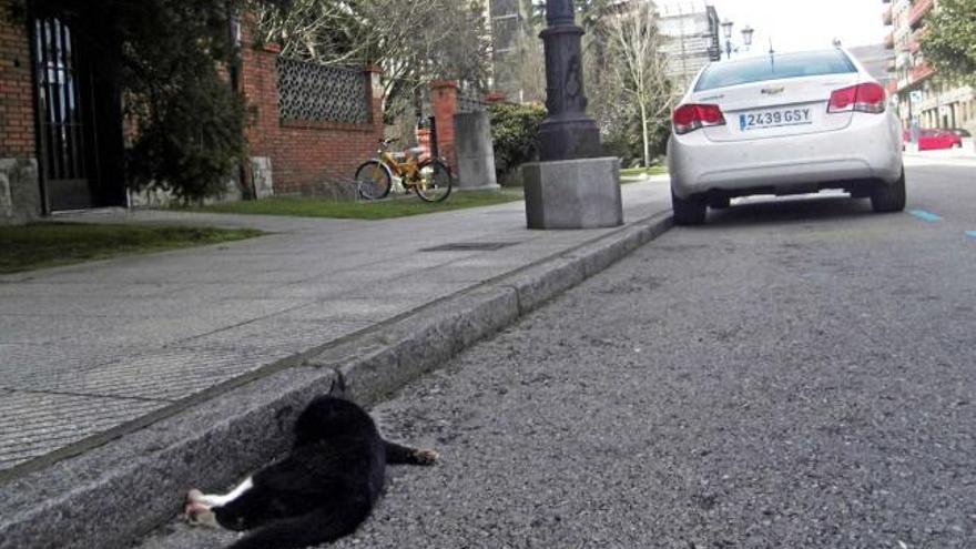 Uno de los gatos muertos hallados en la calle Jesús Arias de Velasco.