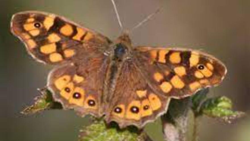 The Canarian wavy butterfly, candidate for “Butterfly of the year 2024” in Spain