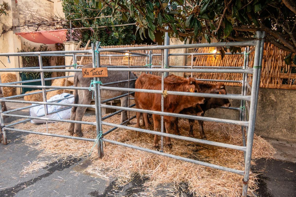 GALERÍA | Belén Viviente de Tábara 2025