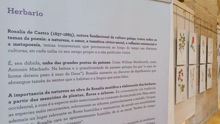 Imaxes da exposición do ‘Herbario de Rosalía’ en Tui | // D.P.
