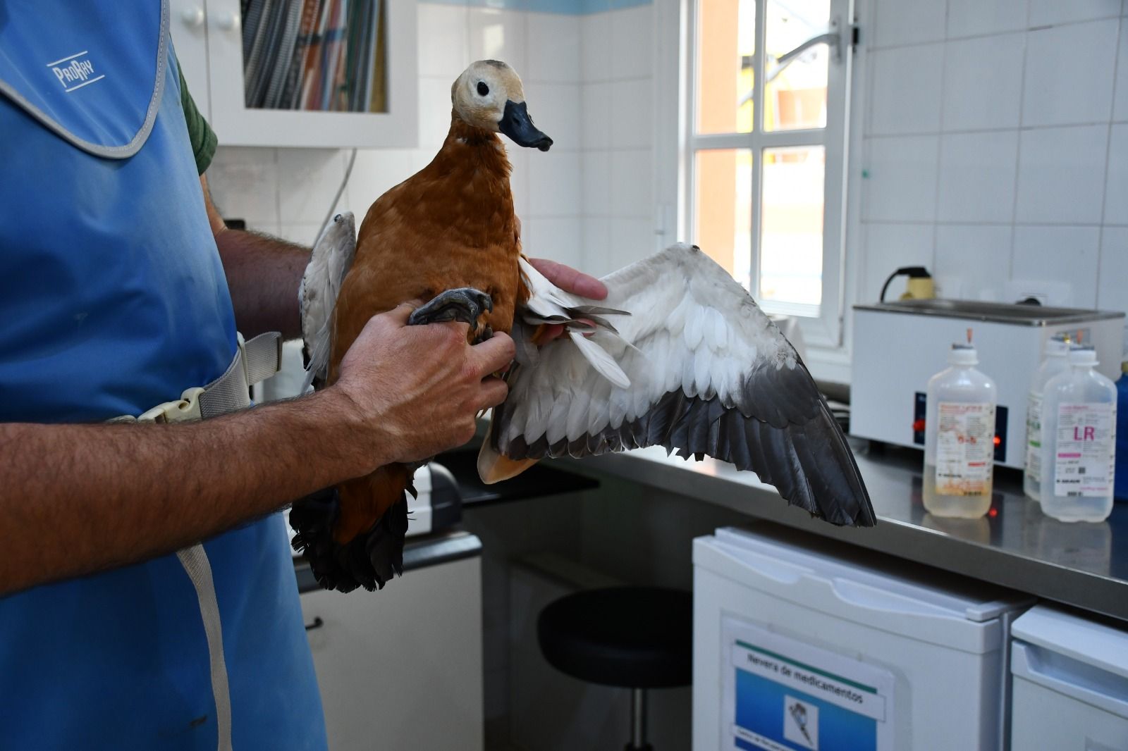 Hallan en Canarias a un ejemplar de un ave en peligro de extinción con mutilaciones