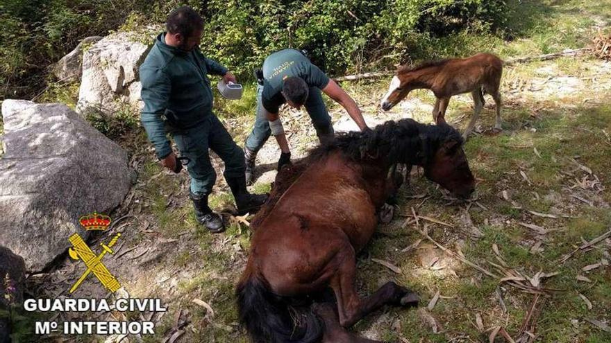 Agentes de la Guardia Civil liberan a una yegua atrapada, ayer. // Guardia Civil