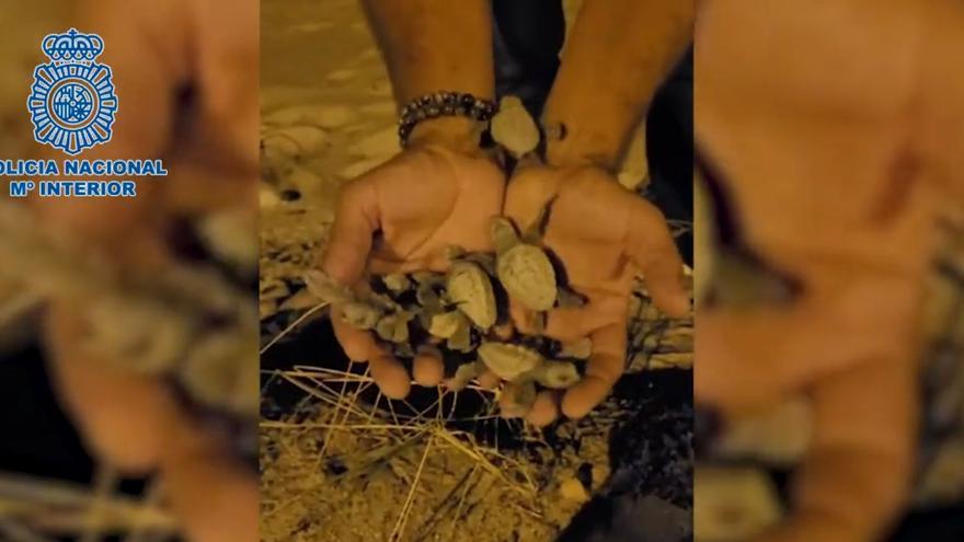 Dos agentes de la policía fuera de servicio rescatan 60 crías de tortuga en Almassora