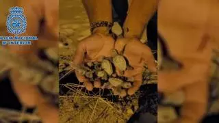 Dos agentes de la policía fuera de servicio rescatan 60 crías de tortuga en Almassora