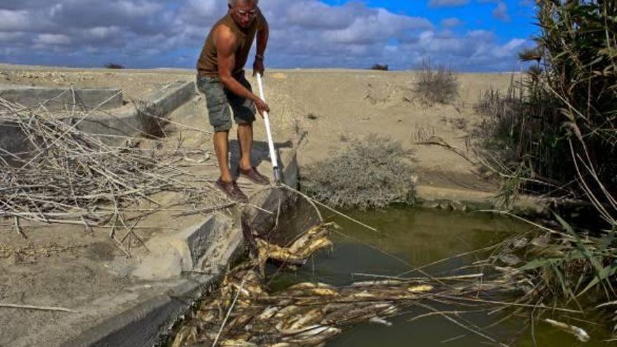 El Consell urge a la CHS que aporte agua tras la muerte de miles de peces en las Salinas
