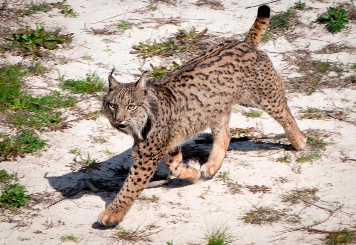 Atropello mortal a un lince en una carretera de Doñana