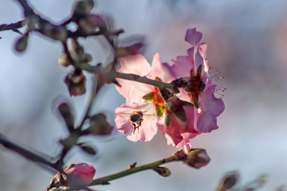 En algunos bancales de secano de la Vega Baja los almendros ya están en flor Es habitual para el caso de la comarca y más este año con lluvia y temperaturas moderadas de los últimos dos meses.