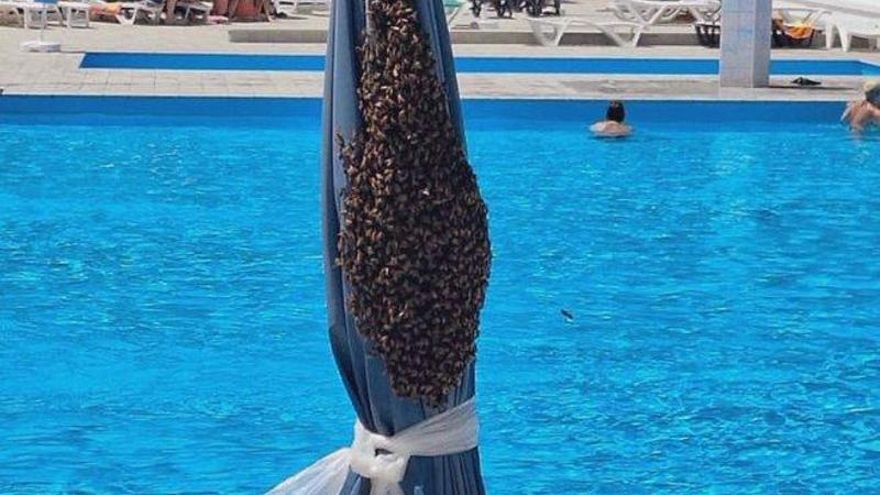 Encuentra un gran enjambre abejas en su sombrilla cuando llega a una piscina en Tenerife