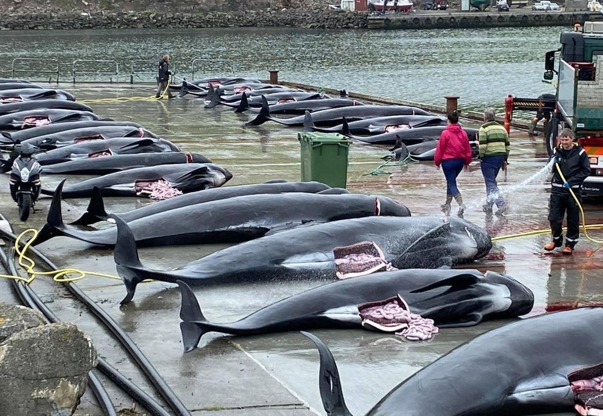Delfines capturados el mes de septiembre