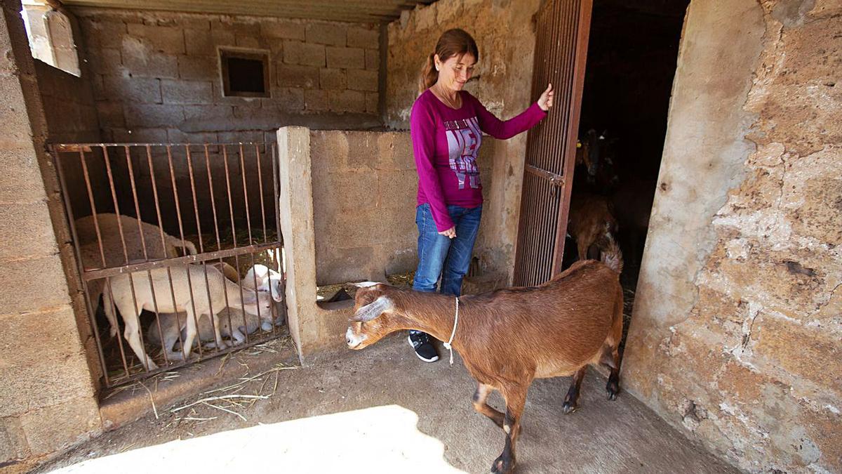 Las cabras se aprovechan para amamantar a los corderos rechazados por sus madres. | V.M.