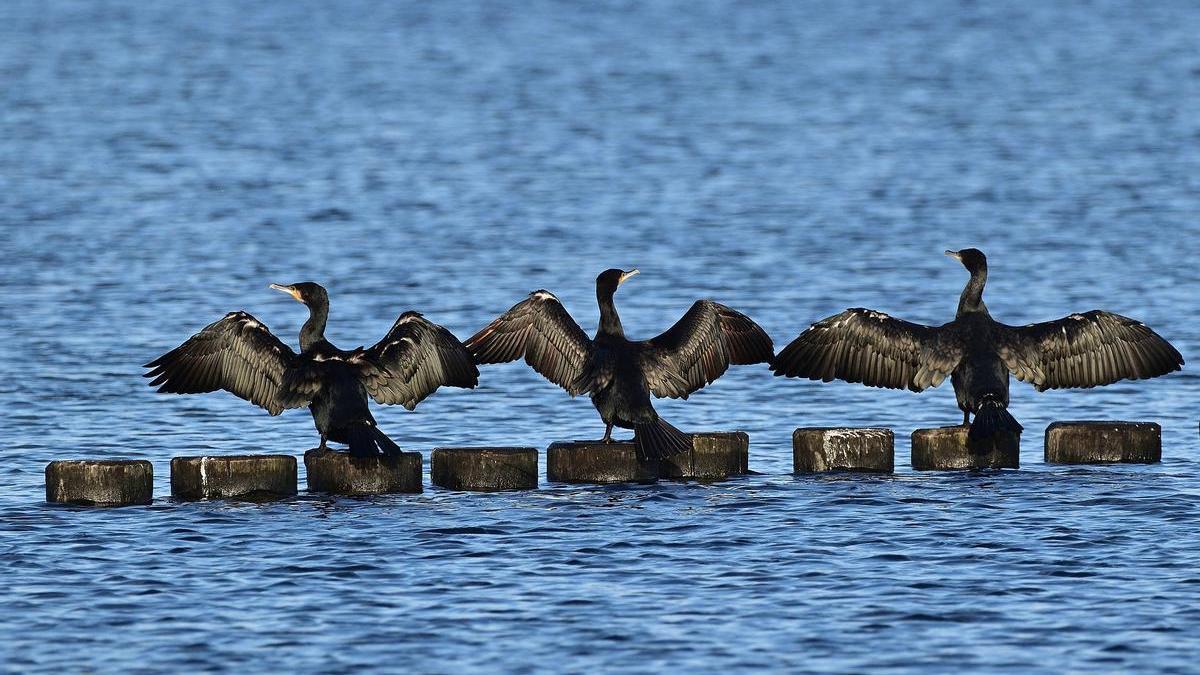 Tres ejemplares de cormorán en una imagen de archivo