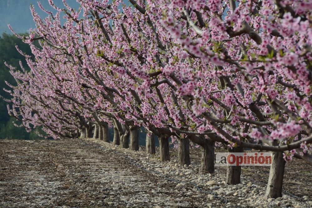 Comienza la Floración de Cieza