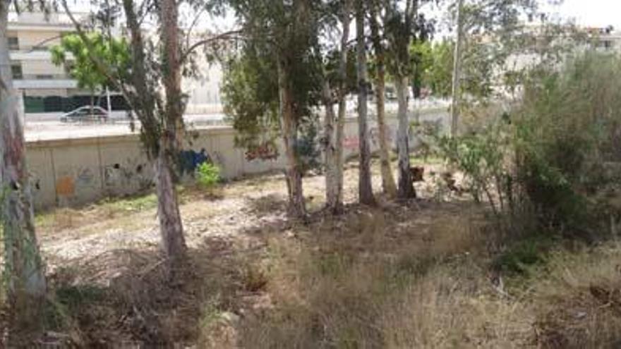 El cauce del río Gorgos, lleno de vegetación y cañas.