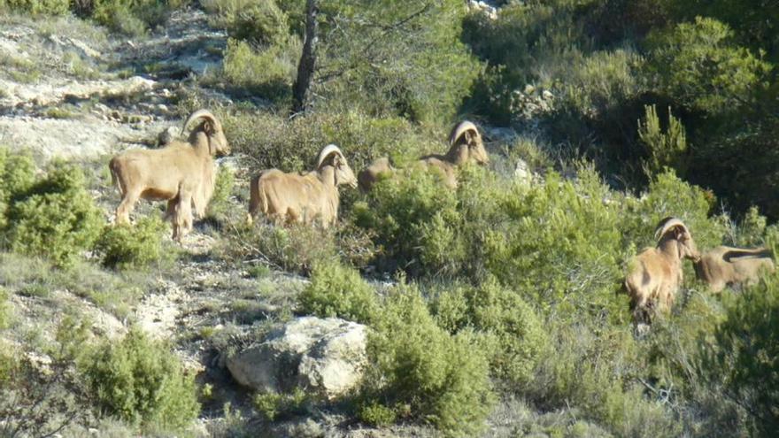 Propietarios de Sierra Espuña piden eliminar la Reserva de Caza del arruí