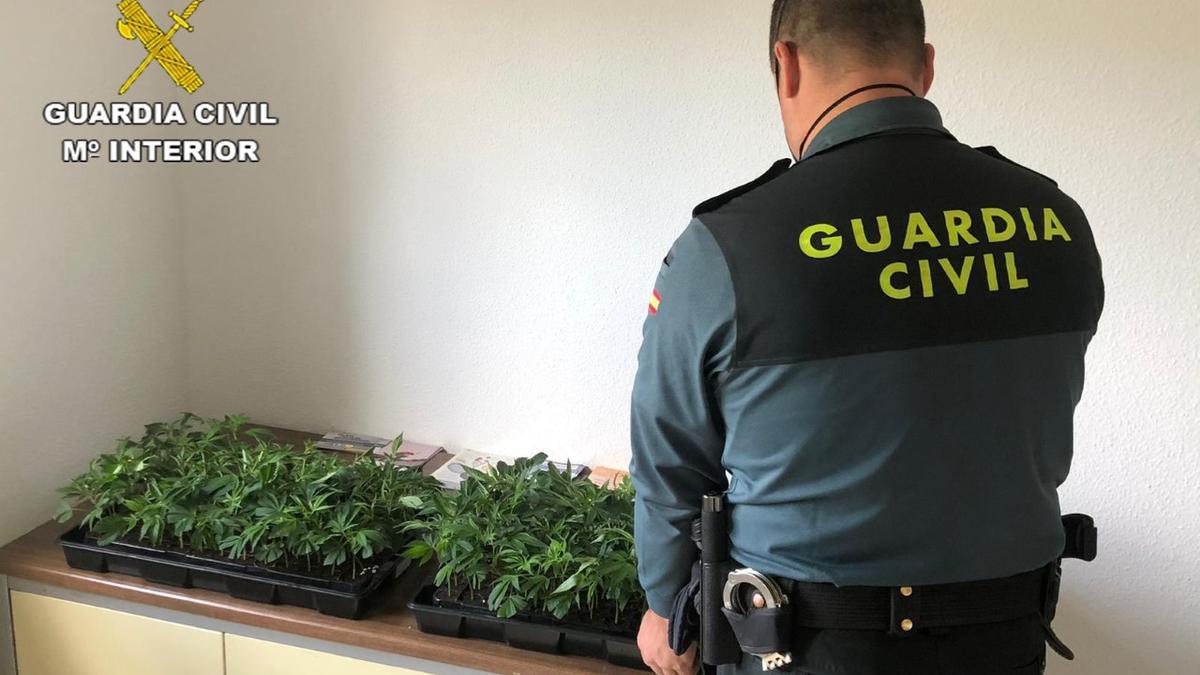 Plantas incautadas a la persona detenida en Santaella.