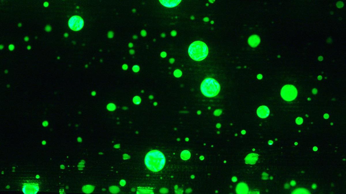 Los sensores comestibles hechos de gotas brillantes podrían optimizar el monitoreo de alimentos y medicamentos.