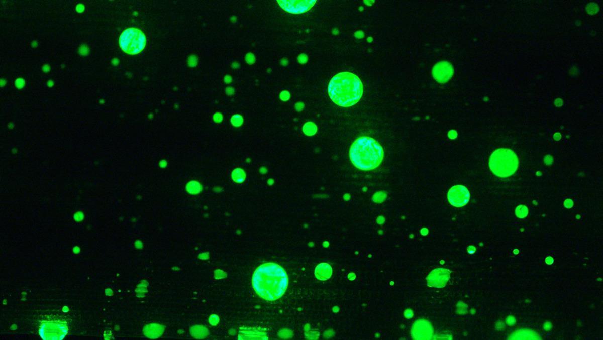 Los sensores comestibles hechos de gotas brillantes podrían optimizar el monitoreo de alimentos y medicamentos.