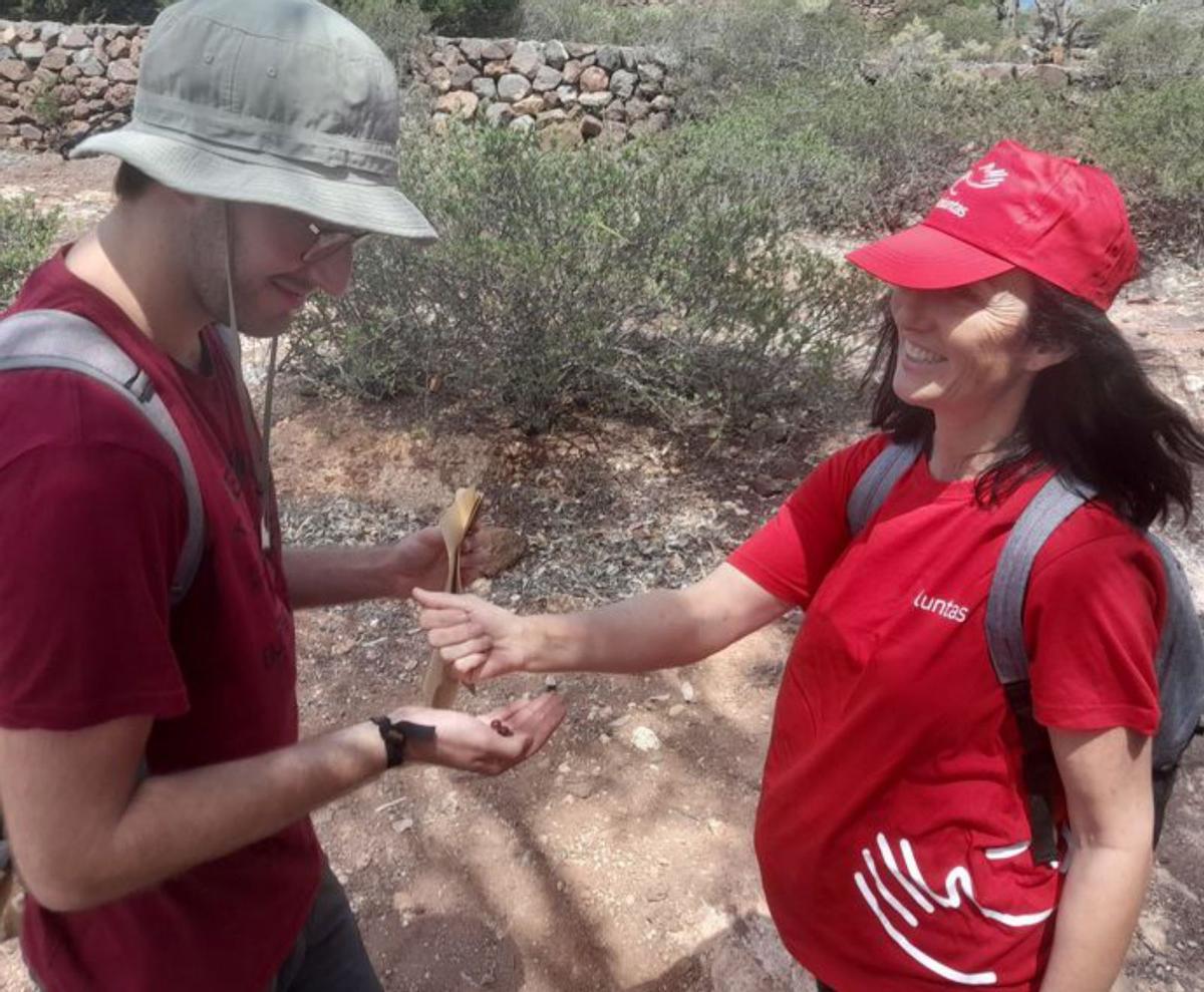 Voluntarios recogen semillas para salvar las sabinas de Las Mesas