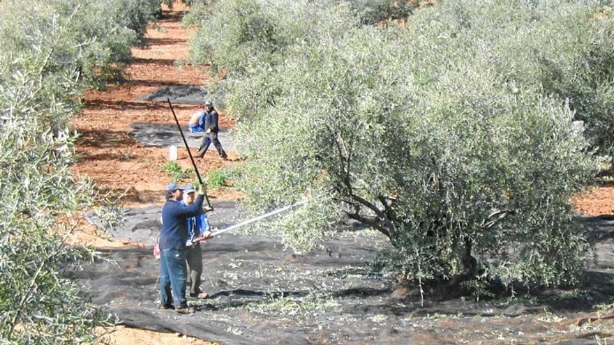 Piden que la rebusca de aceituna se retrase en provincias vecinas