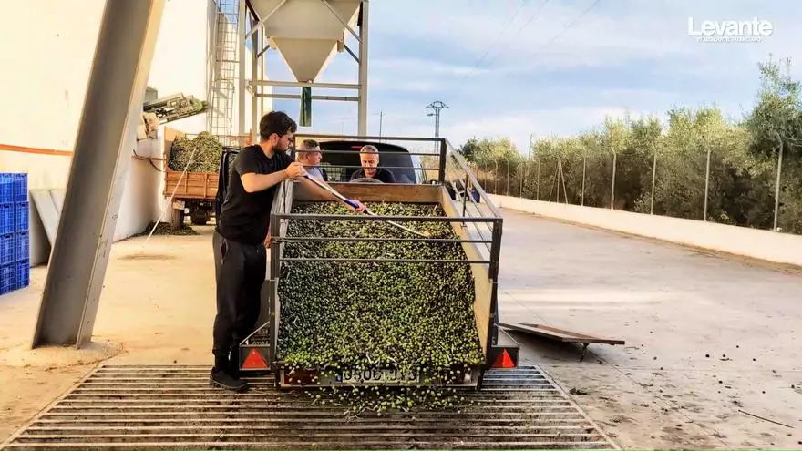Los productores de la Canal, la Vall y la Costera analizan la campaña del aceite de oliva