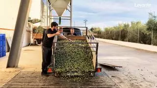 Las lluvias empañan una positiva campaña del aceite de oliva tras un 2024 crítico