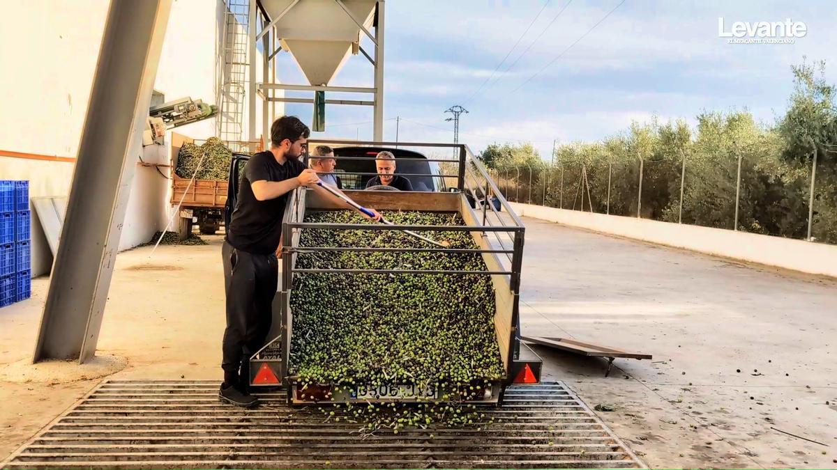 Los productores de la Canal, la Vall y la Costera analizan la campaña del aceite de oliva